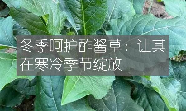 冬季呵护酢酱草：让其在寒冷季节绽放