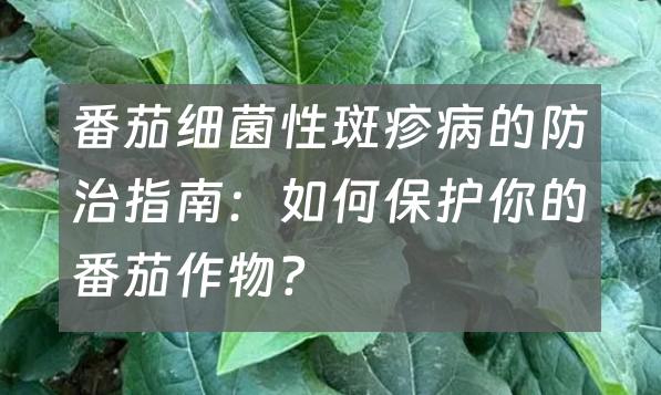 番茄细菌性斑疹病的防治指南：如何保护你的番茄作物？