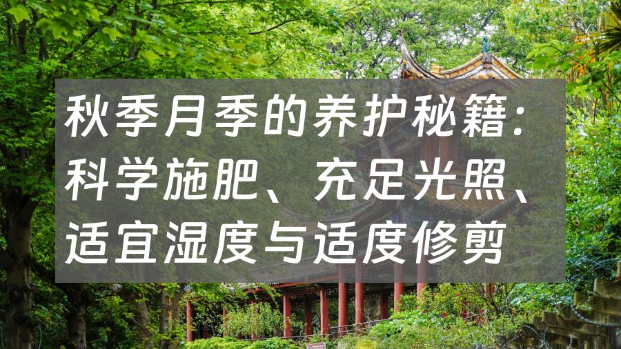 秋季月季的养护秘籍：科学施肥、充足光照、适宜湿度与适度修剪