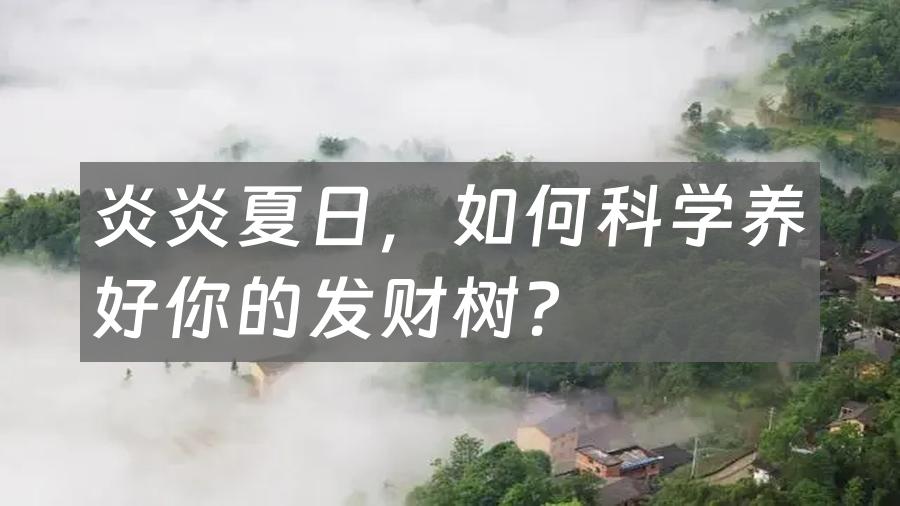 炎炎夏日，如何科学养好你的发财树？