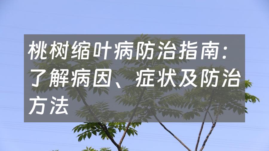 桃树缩叶病防治指南：了解病因、症状及防治方法