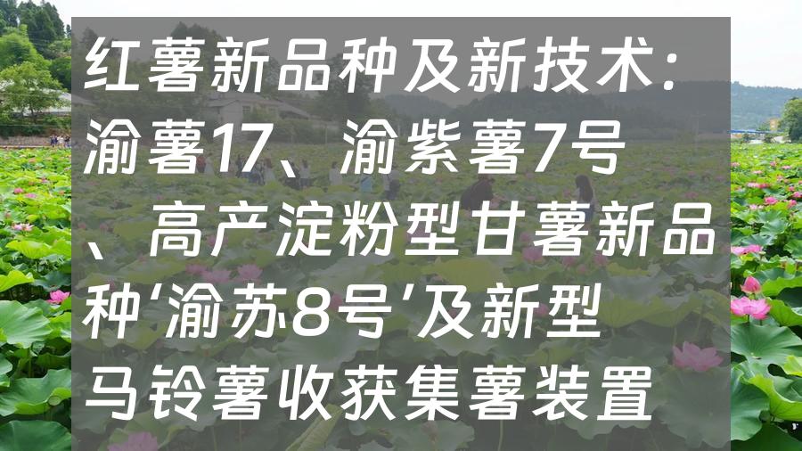 红薯新品种及新技术：渝薯17、渝紫薯7号、高产淀粉型甘薯新品种‘渝苏8号’及新型马铃薯收获集薯装置