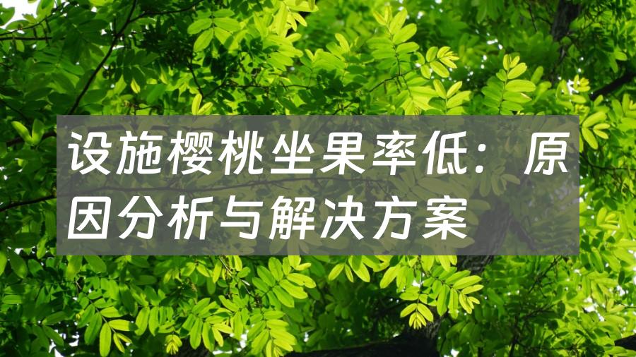 设施樱桃坐果率低：原因分析与解决方案