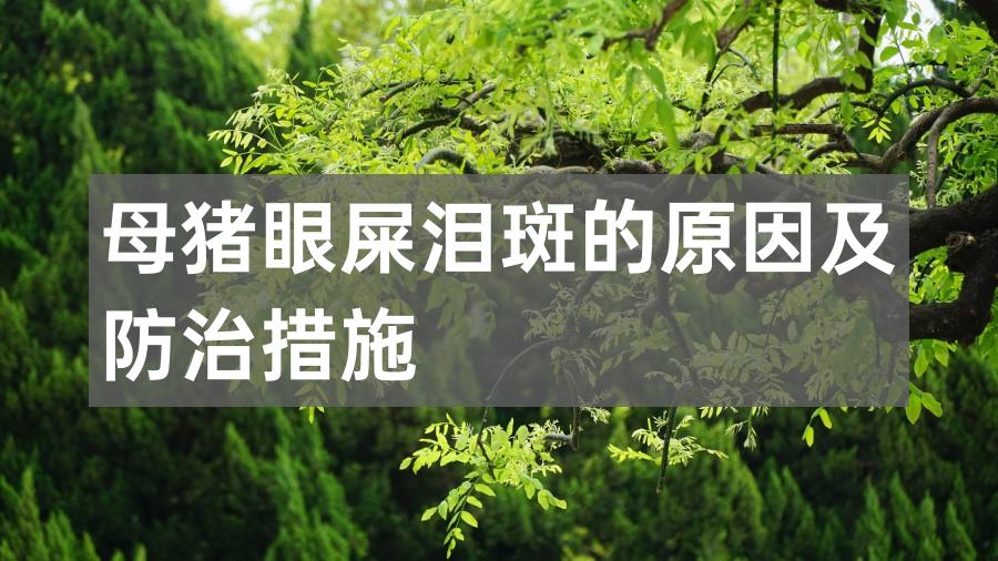 母猪眼屎泪斑的原因及防治措施