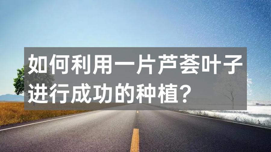 如何利用一片芦荟叶子进行成功的种植？