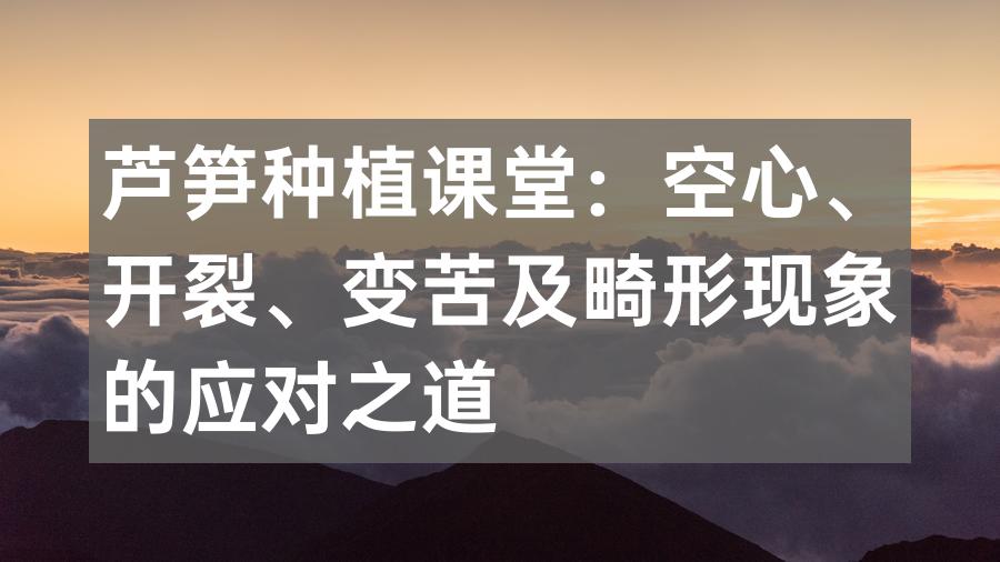 芦笋种植课堂：空心、开裂、变苦及畸形现象的应对之道