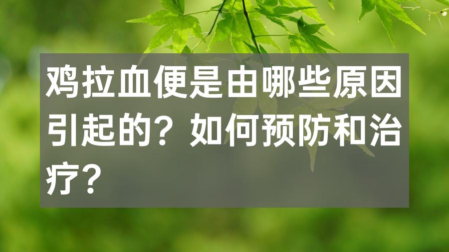 鸡拉血便是由哪些原因引起的？如何预防和治疗？