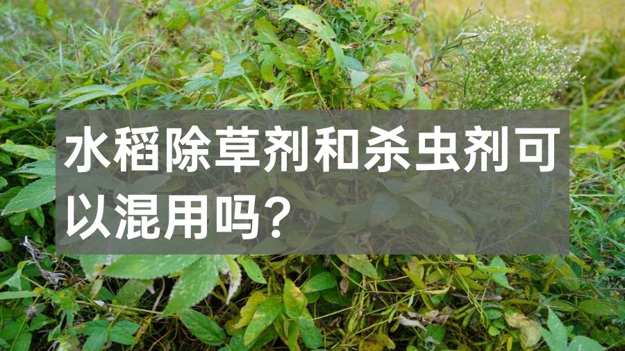 水稻除草剂和杀虫剂可以混用吗？