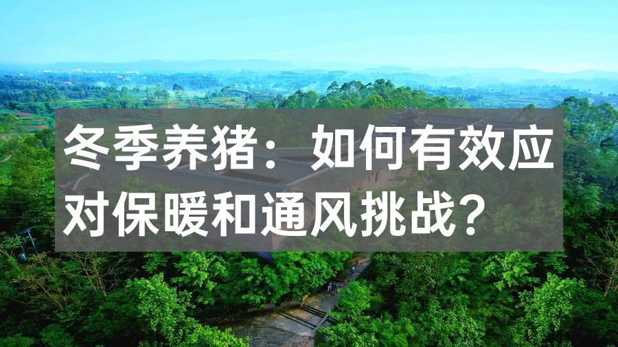 冬季养猪：如何有效应对保暖和通风挑战？