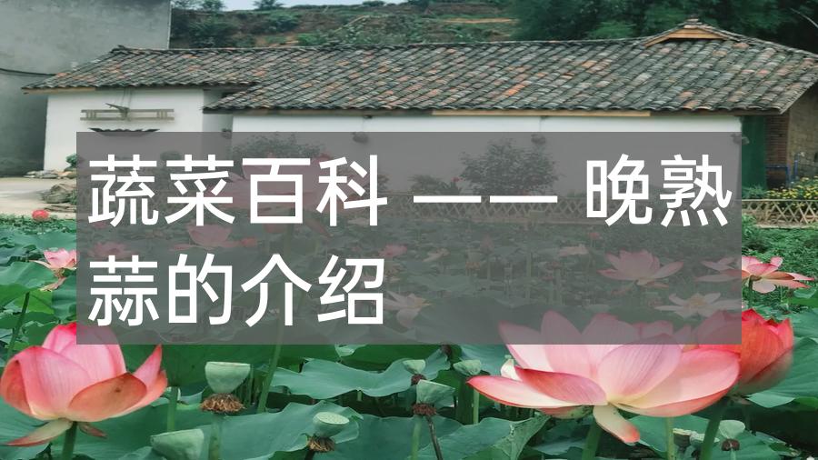 蔬菜百科 —— 晚熟蒜的介绍