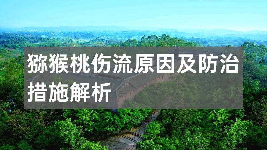 猕猴桃伤流原因及防治措施解析